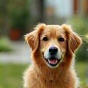Chien assis, heureux à côté de sa famille