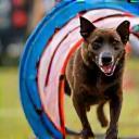 Chien franchissant un tunnel d’agility