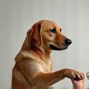 Chien tendant la patte