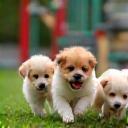 Jeunes chiots jouant ensemble